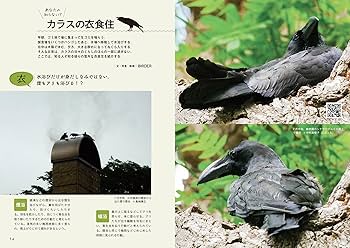 虹カラスページ にっぽんカラス遊戯 / 松原 始【監修・著】/宮本 桂【写真